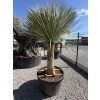 Yucca rostrata mrazuvzdorná do -20 ❄️