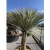 Yucca rostrata mrazuvzdorná do -20 ❄️