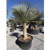 Yucca rostrata mrazuvzdorná do -20 ❄️
