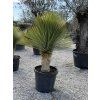 Yucca rostrata mrazuvzdorná do -20❄️