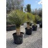 Yucca rostrata mrazuvzdorná do -20❄️
