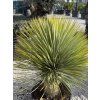Yucca rostrata
