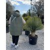 Yucca rostrata mrazuvzdorná do -20❄️