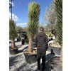 Yucca filifera mrazuvzdorná -15❄️