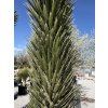 Yucca rostrata