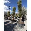 Yucca filifera mrazuvzdorná -15❄️