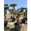 OLIVOVNÍK BONSAI PREMIUM