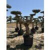 OLIVOVNÍK BONSAI PREMIUM