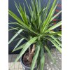 Yucca elephantipes