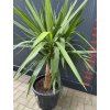 Yucca elephantipes