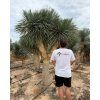 Yucca rostrata - viackmenná