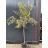 Olea europaea - olivovník pravý