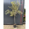 Olea europaea - olivovník pravý