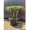 Olea europaea - pravý olivovník
