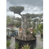 Olea europaea - exkluzívny starý olivovník