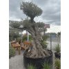 Olea europaea - exkluzívny starý olivovník