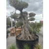 Olea europaea - exkluzívny starý olivovník