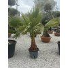 Washingtonia robusta mrazuvzdorná do -10❄️
