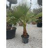 Washingtonia robusta mrazuvzdorná do -10❄️