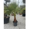 Washingtonia robusta