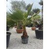 Washingtonia robusta mrazuvzdorná do -10❄️