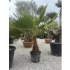 Washingtonia robusta