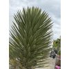 Yucca filifera - exotická palma