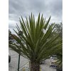 Yucca filifera - exotická palma