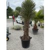 Yucca filifera - exotická palma