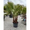 Washingtonia robusta - 3-kmeň mrazuvzdorná do -10❄️