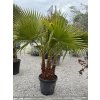 Washingtonia robusta - 3-kmeňová palma