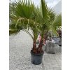 Washingtonia robusta - 3-kmeňová palma