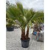 Washingtonia robusta