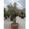 Olea europaea - olivovník
