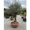 Olea europaea - olivovník