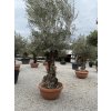 Olea europaea - olivovník