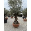 Olea europaea - olivovník