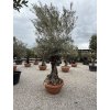 Olea europaea - olivovník