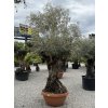Olea europaea - olivovník