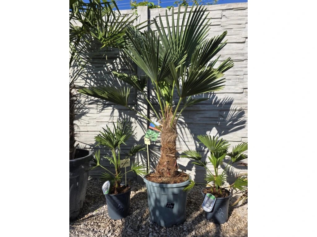 🌴 Trachycarpus wagnerianus – kompletný sprievodca pestovaním najodolnejšej palmy pre Slovensko