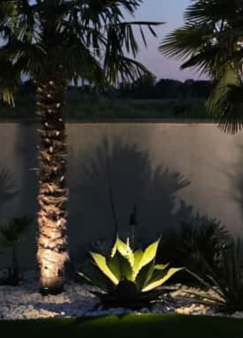 🌵 Pestovanie agáv v slovenských podmienkach