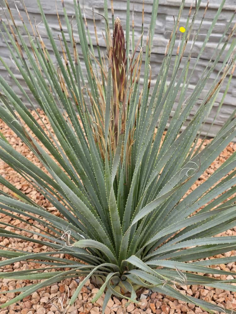 Návod na výsadbu Dasylirion serratifolium do voľnej pôdy