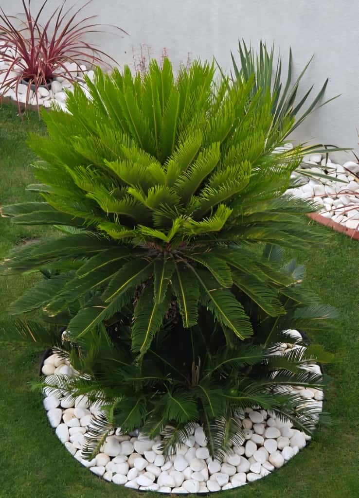 Cycas revoluta – pestovanie vo voľnej pôde na Slovensku: kompletný sprievodca