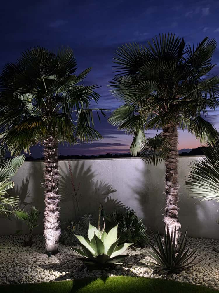 Ako správne vysadiť a pestovať Trachycarpus fortunei a čo o nej (ne)vieš