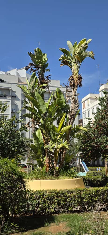 Ako pestovať banánovník Musa basjoo v slovenských podmienkach