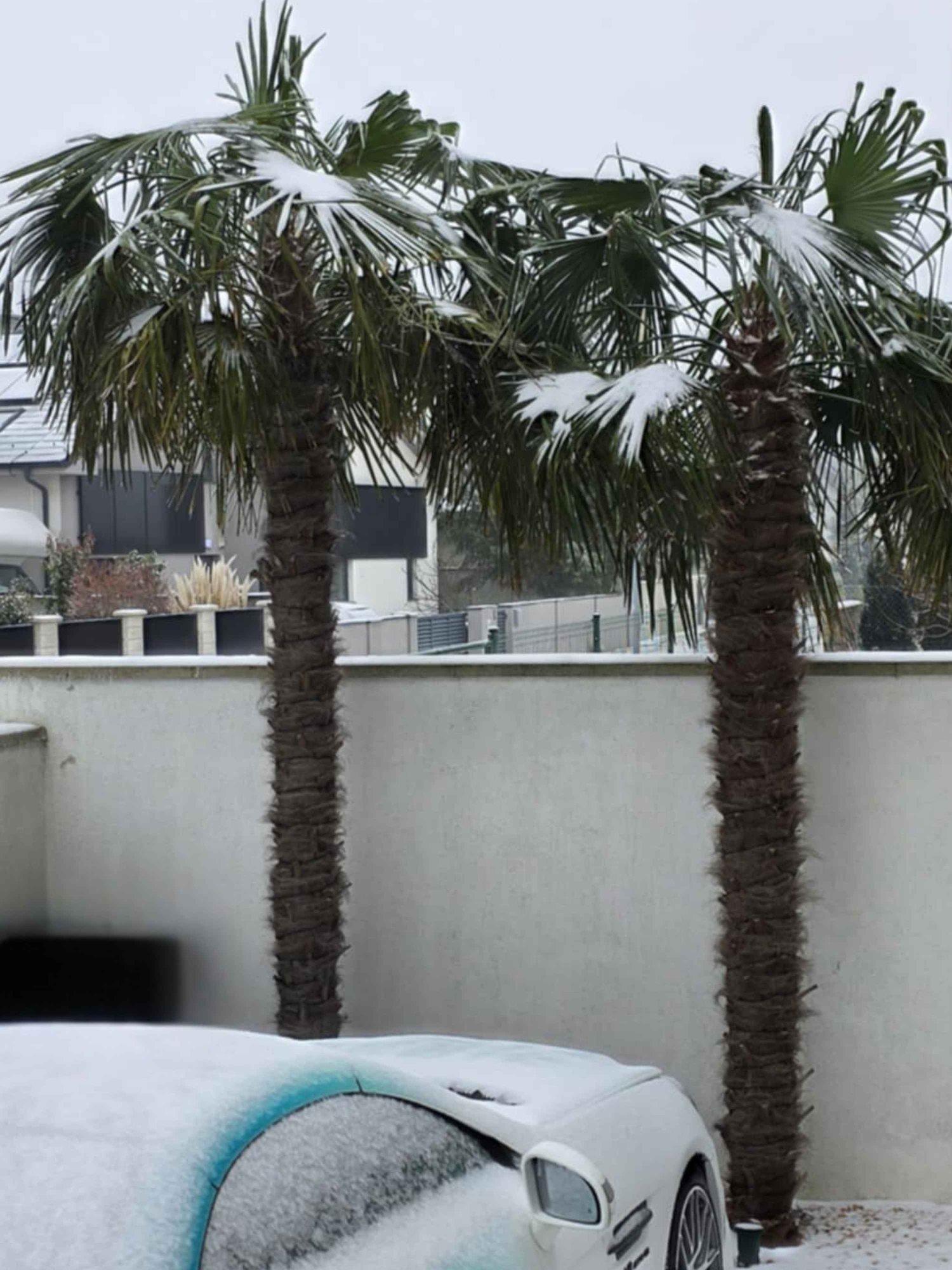 Na čo sa pozerať pri výbere mrazuvzdornej palmy