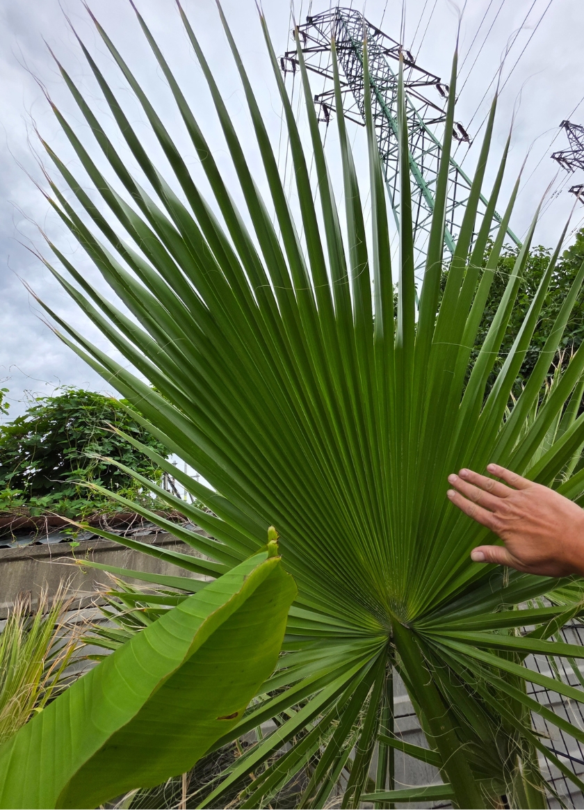 Výživa paliem a sukulentov – základné a mikroprvky, prejavy nedostatku a prebytku
