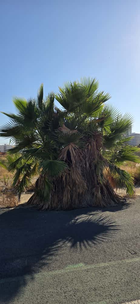 🌴 Washingtonia robusta, filifera a filibusta Komplexný sprievodca