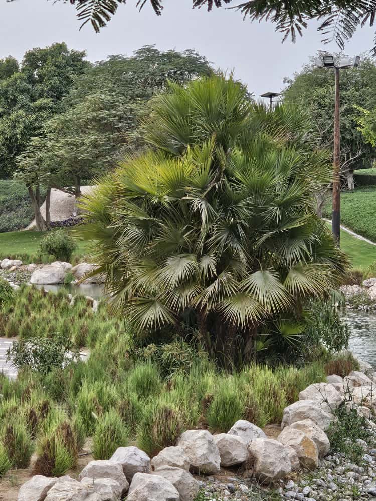 🌿 Najodolnejšia európska palma? Chamaerops humilis!