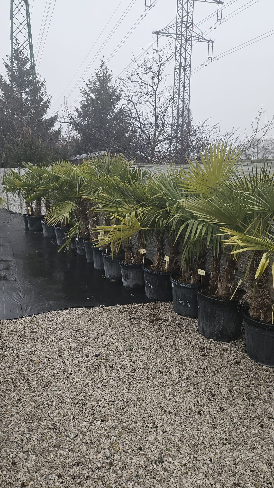 Zimovanie Trachycarpus v kvetináči